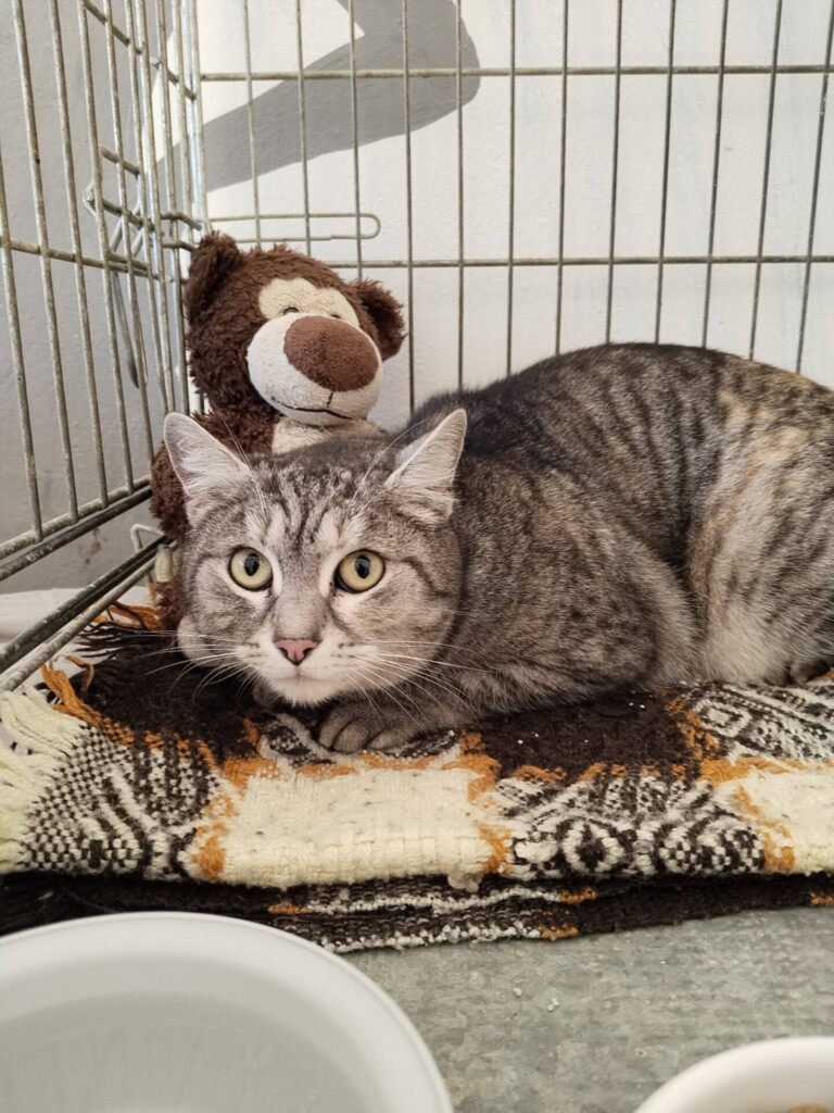 Odchyt 01. 03. 2026: (1227/26, samice)