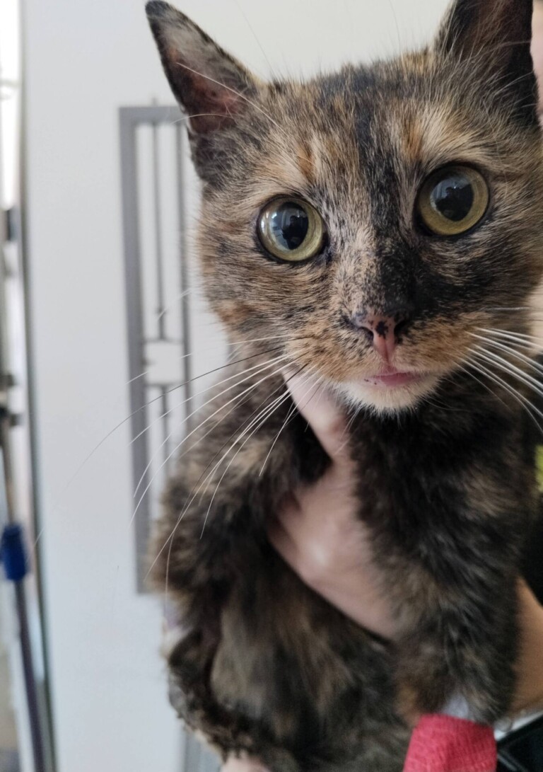 Odchyt 03. 03. 2026: (E.č. 1228/26, samice) ✅