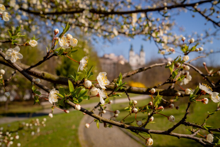 NABITÝ PRVNÍ MÁJ: LETOS BUDE ZŘEJMĚ NEJPESTŘEJŠÍ V HISTORII FRÝDKU-MÍSTKU