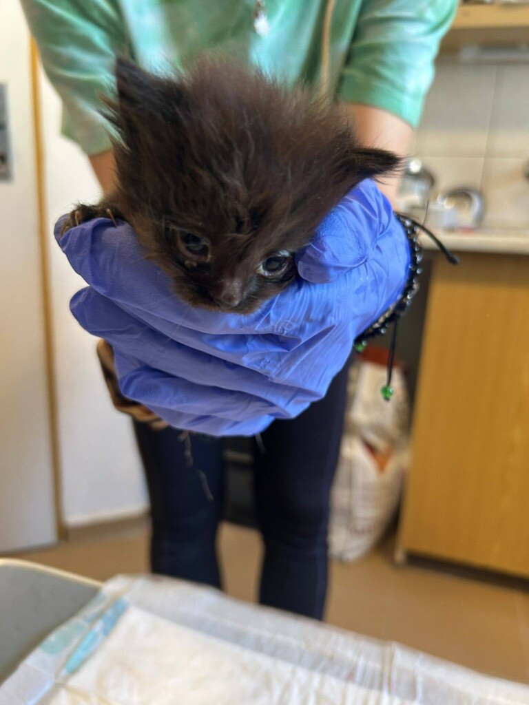 Odchyt 18. 03. 2026: (E.č. 1234/26, 1235/26 🌈, 1236/26🌈, 1237/26)