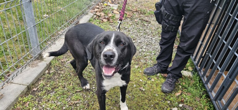 Odchycen 02. 04. 2026: Kříženec (pes)