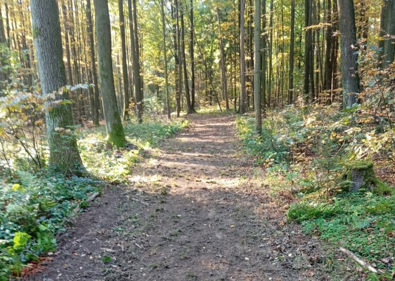 MÍSTECKÝ LES JE PŘÍSTUPNĚJŠÍ PRO PĚŠÍ