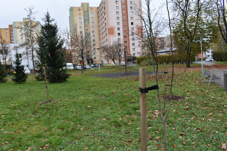 KONTROLA STROMŮ VE MĚSTĚ. NARUŠENÉ A RIZIKOVÉ PŮJDOU K ZEMI, NAHRADÍ JE NOVÉ